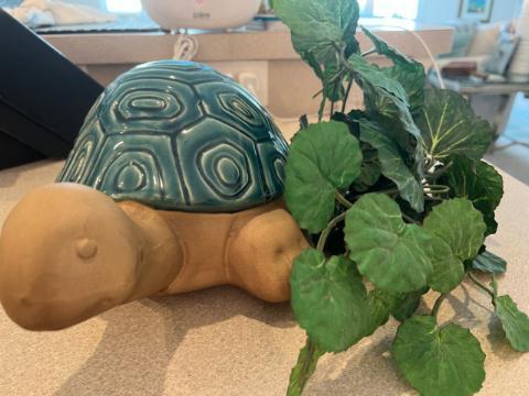Turtle with plant