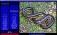 Snakes of Florida 3